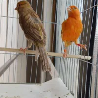 قناری دارچینی و چغندری ماده مست جوان آماده|پرنده|شاهینشهر, شهرک امام علی|دیوار