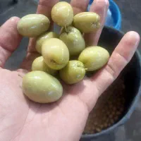 زیتون|خوردنی و آشامیدنی|طارم (زنجان), |دیوار