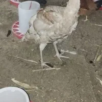 تخم بوقلمون و مرغ