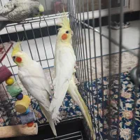 عروس هلندی،جفت،جوجه داده|پرنده|ارطه, |دیوار