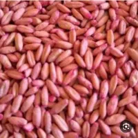 گندم بوجاری شده، سم زده