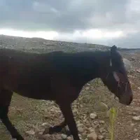 اسب دو ساله سواری  قیمت ۲۵ میلیون