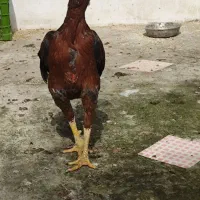 لاری|حیوانات مزرعه|آستارا, |دیوار