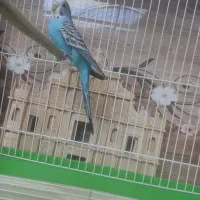 مرغ عشق|پرنده|اصفهان, باغ نگاره|دیوار