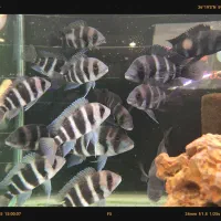 فرانتوزا فرانتوسا