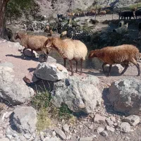 فروش میش چاق