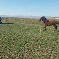 اسب