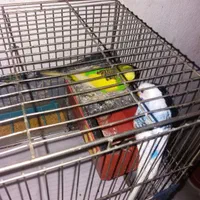 پرندها سالم تخم گذار