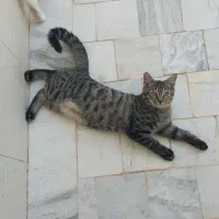 گربه های رنگی با نمک نژاد میکس پرشین و دی اس اچ