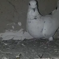 کفتر سرور هفترنگ سوزنی|پرنده|چناران, |دیوار