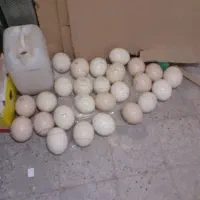 فروش تخم شتر مرغ