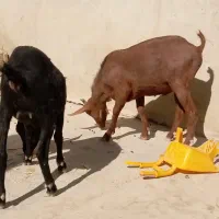 تروشت اصل نژاد مورسیا|حیوانات مزرعه|مهرستان, |دیوار