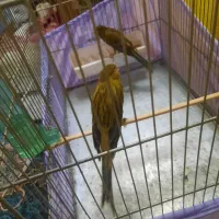 سهره..قناری سبز رسمی بلند