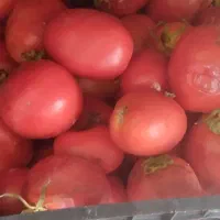 گوجه  ربی گوجه شیراز|عمدهفروشی|بیرجند, |دیوار