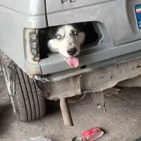واگذاری هاسکی سگ خانگی
