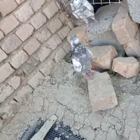 کبوتر|پرنده|ایرانشهر, |دیوار