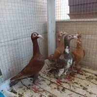 فروش ۴ عدد کاریر جوجه و جوانه زرد و سرخ|پرنده|رضویه, |دیوار