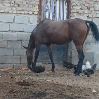 اسب|اسب و تجهیزات اسبسواری|بیضا, |دیوار