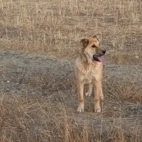 سگ گم شده|حیوانات|باغ حلی, |دیوار