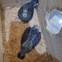 پرنده زینتی