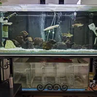 اکواریوم|ماهی|محمدشهر, محمدشهر|دیوار