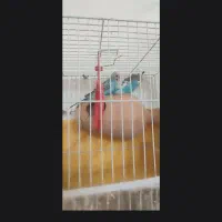 مرغ عشق فوری