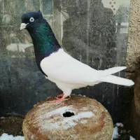 کبوتر کله سیاه