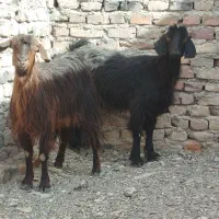 دو تا بز جوان و سالم|حیوانات مزرعه|زاهدان, |دیوار