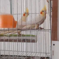 جفت مولد و جوجه عروس هلندی سرلاکی