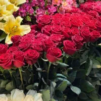 فروش گل رز هلندی مستقیم از گلخانه