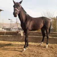 اسب نریان ترکمن اخال