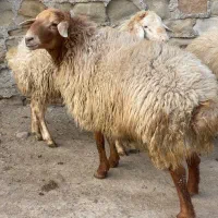 قوچ|حیوانات مزرعه|اصلاندوز, |دیوار