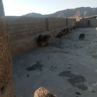 چهارده.شترمرغ|حیوانات مزرعه|کرمان, |دیوار