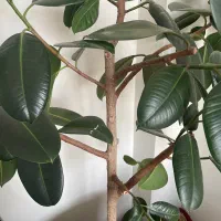 درختچه|گل و گیاه طبیعی|مراغه, |دیوار