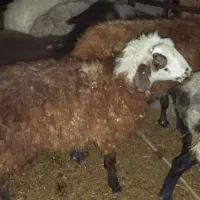 دوتا بره نر و یک ماده سبک