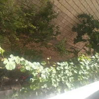 خانه-همکف-دربست