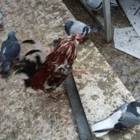 خروس گلین چهل تاج|حیوانات مزرعه|شاهین‌شهر, فردوسی|دیوار