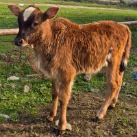 گوساله نر کوله شیرخوار شیر مست(ورزا/کلچه)