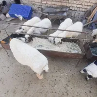 بره‌‌پروار‌