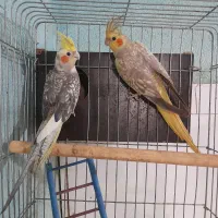 انواع پرنده