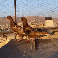 میولمنز ماده|پرنده|شیراز, قصرالدشت|دیوار
