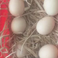 مرغ و خروس و تخم مرغ برهما|حیوانات مزرعه|صحنه, |دیوار