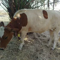 فروش گوساله