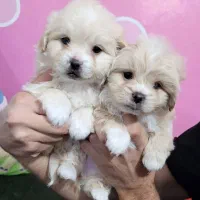 سگ پاپی پامر شیتزو کراس جیبی عروسکی