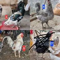 مرغ و خروس محلی|حیوانات مزرعه|چابکسر, |دیوار