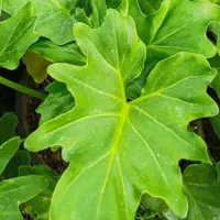 گل درختی آپارتمانی|گل و گیاه طبیعی|بروجرد, |دیوار