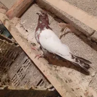 کبوتر کله دار|پرنده|همدان, |دیوار