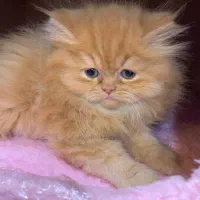 بریتیش های لانگ هیر|گربه|رشت, لاکانی|دیوار