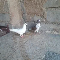 کاشانی ساعت بالا|پرنده|شوشتر, |دیوار