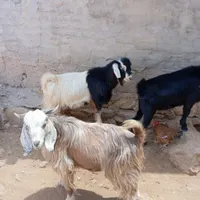بی .چپش .بز.بره|حیوانات مزرعه|اندیمشک, |دیوار